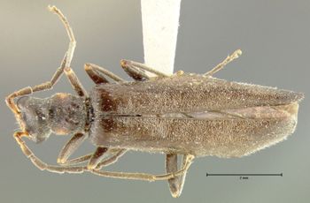 Media type: image;   Entomology 24169 Aspect: habitus dorsal view